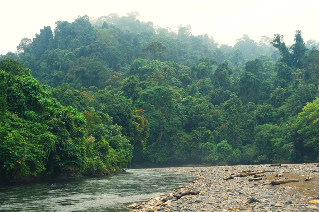 Tangkahan North Sumatra