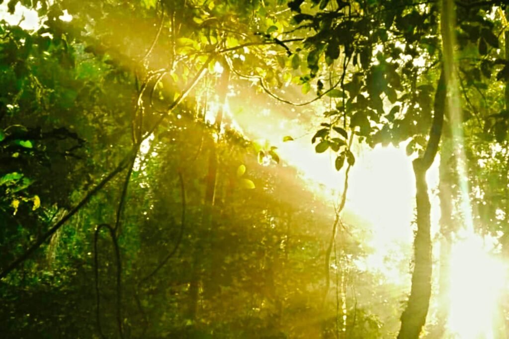 Tangkahan Jungle north sumatra